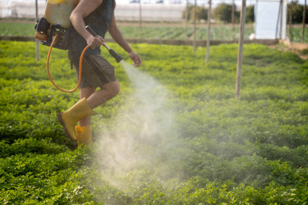 Best Affordable Pest Control Services  in Collinsvle, IL