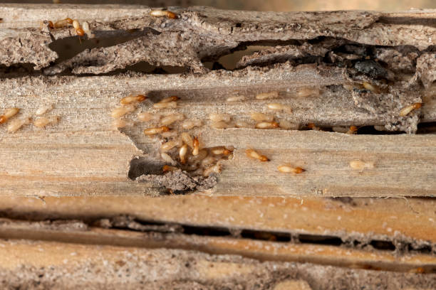 Best Commercial Pest Control Services  in Collinsvle, IL
